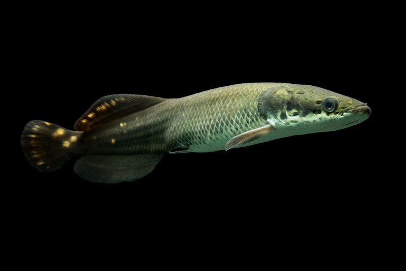 arapaima fish in black background
