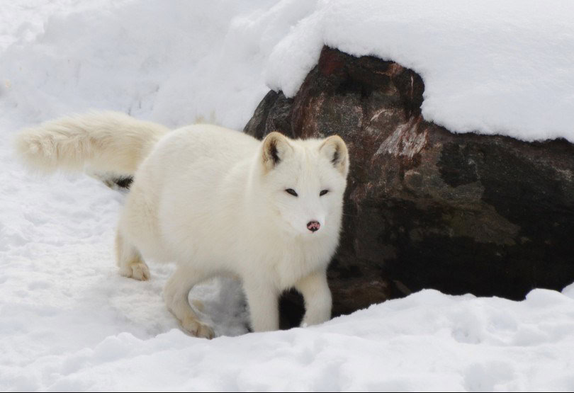 arctic fox