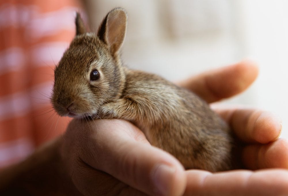 argente brun baby bunny