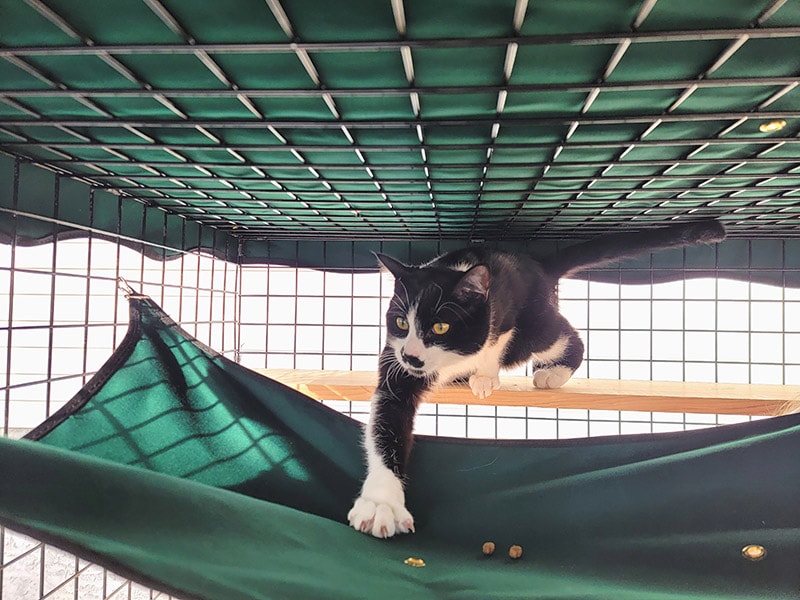 arlo exploring the hammock in the habitat haven my own den petit enclosure