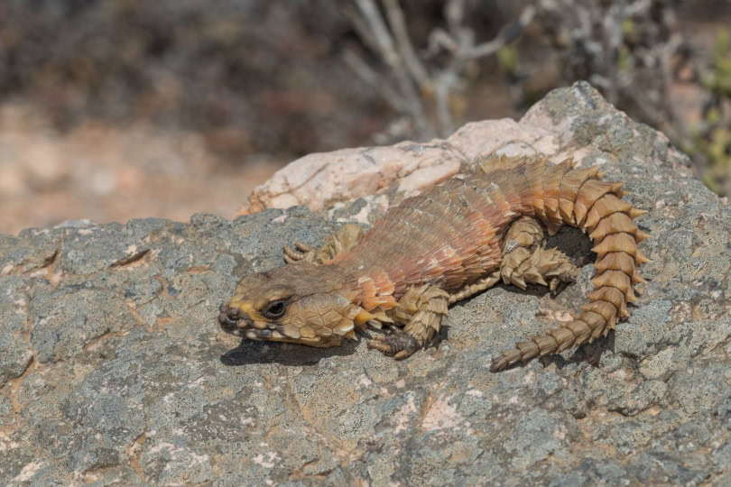 armadillo lizard on rock