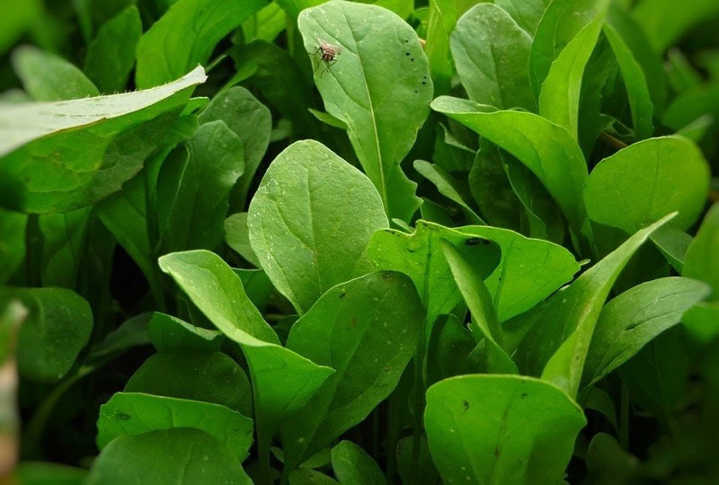 arugula