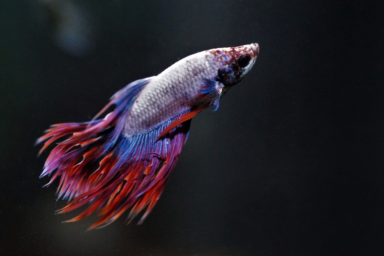 asian betta fish