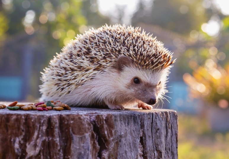 asian hedgehog