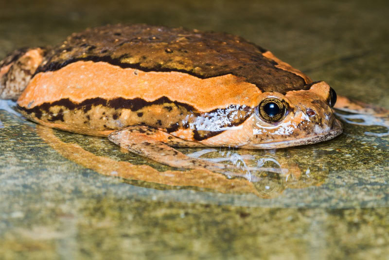 asian painted frog