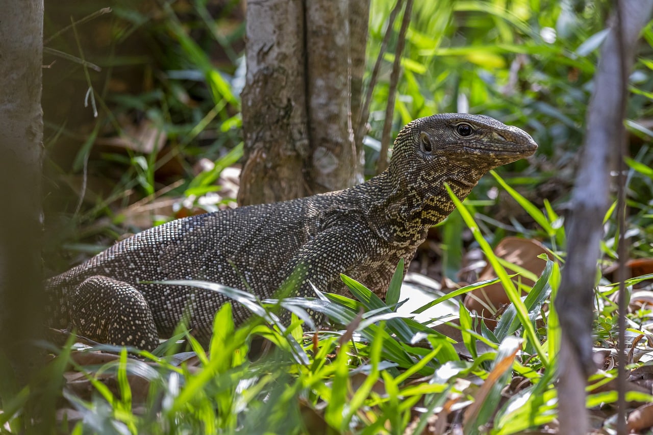 asian water monitor best pet monitor lizard
