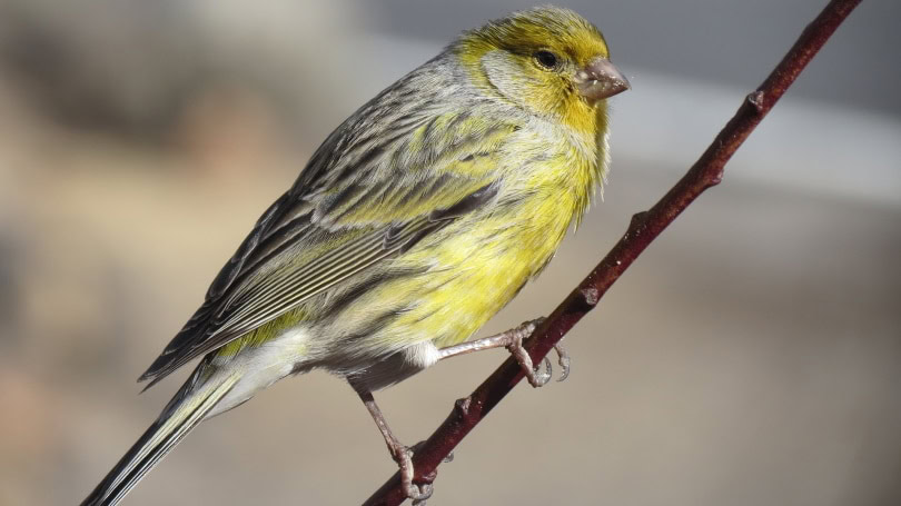 atlantic canary perching