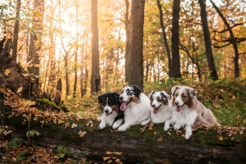 australian shepherd dogs on log