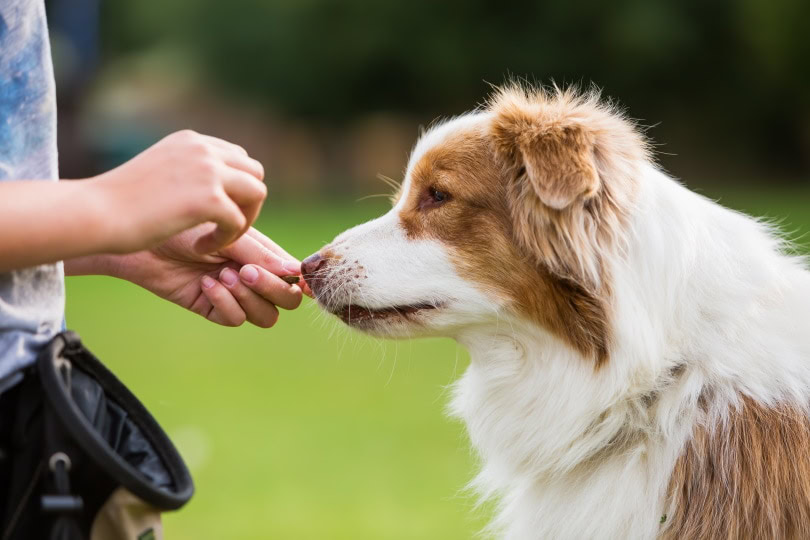 australian shepherd dog having treat