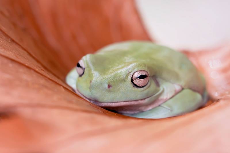 australian green tree frog