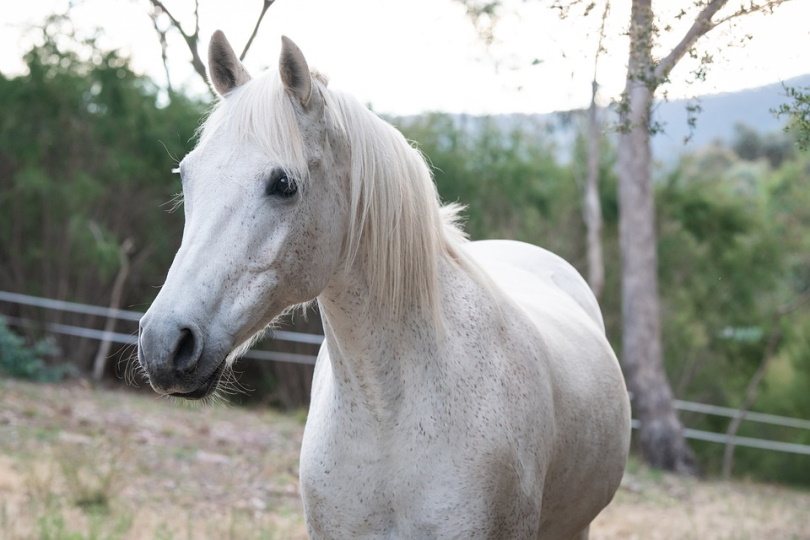 australian pony