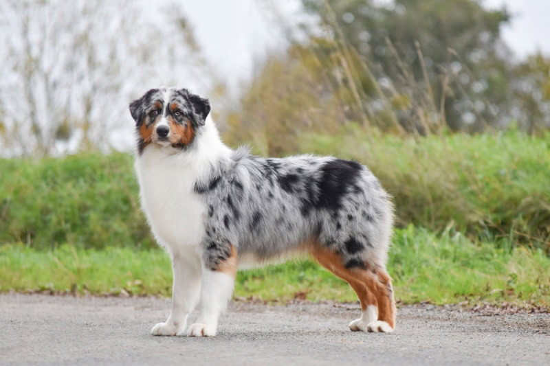 australian shepherd dog standing on the road