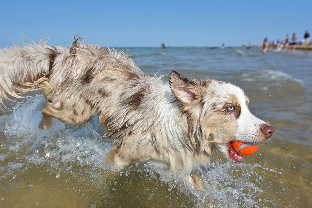 australian shepherd playing ball on the water