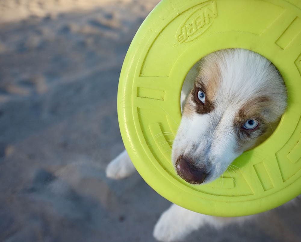 australian shepherd puppy playing