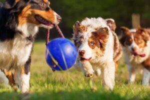 Australian Shepherds playing