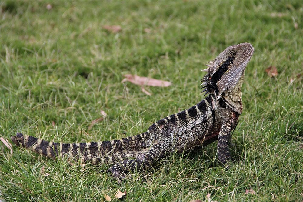 australian water dragon in the grass