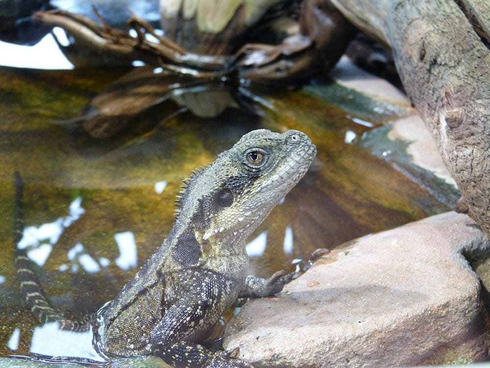 australian water dragon inide tank