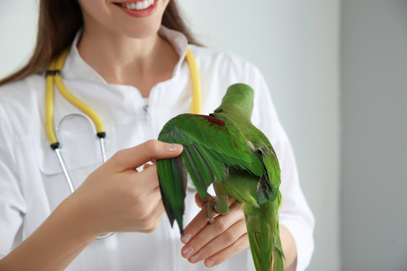 avian vet. examining lovebird