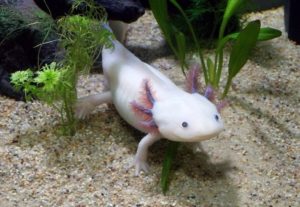 axolotl_Tinwe, Pixabay