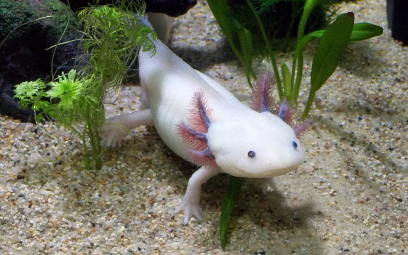 axolotl in water