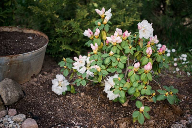azalea plants