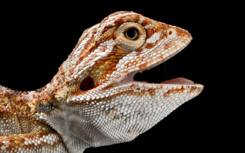 baby bearded dragon with its mouth open