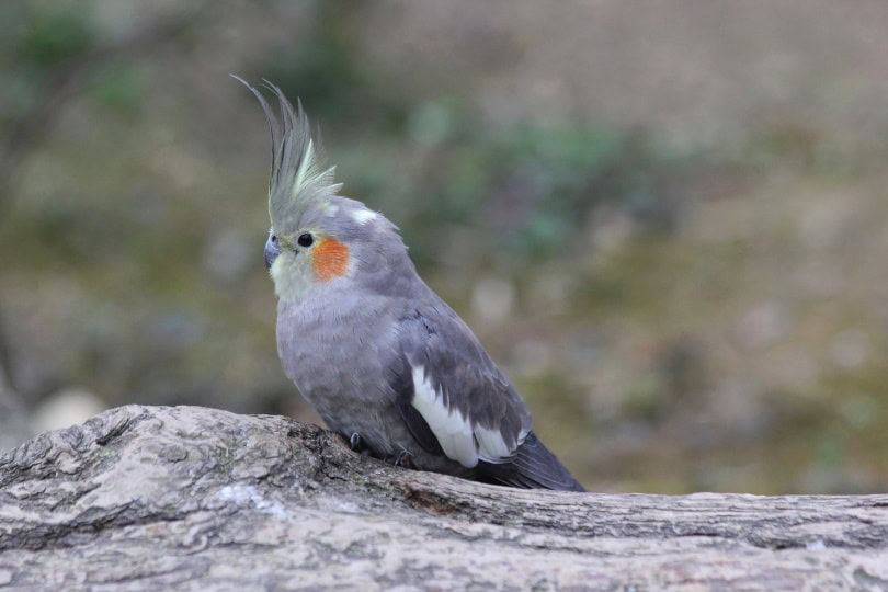 baby cockatiel
