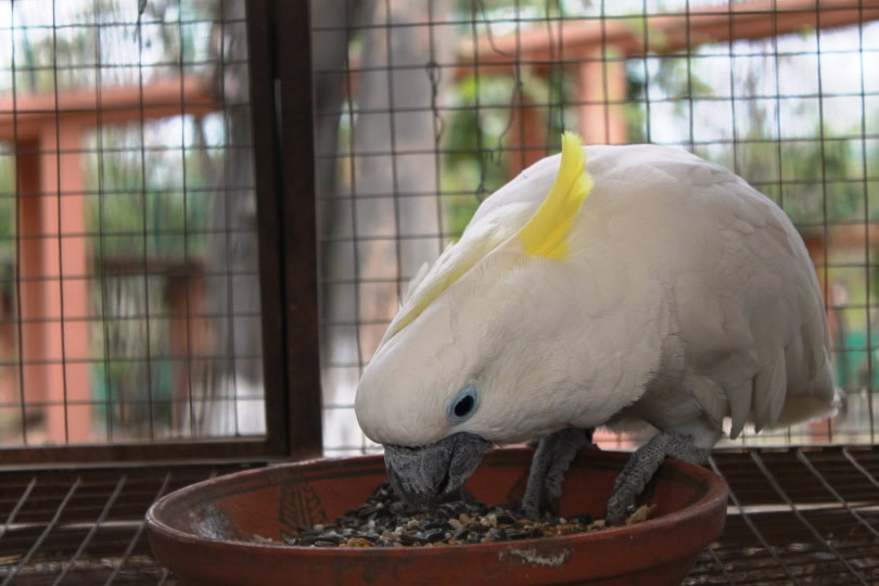 baby cockatoo eating