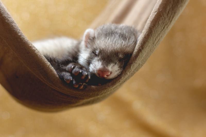 baby ferret sleeping