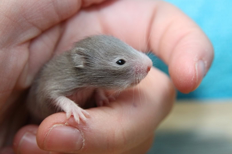 baby hamster-pixabay