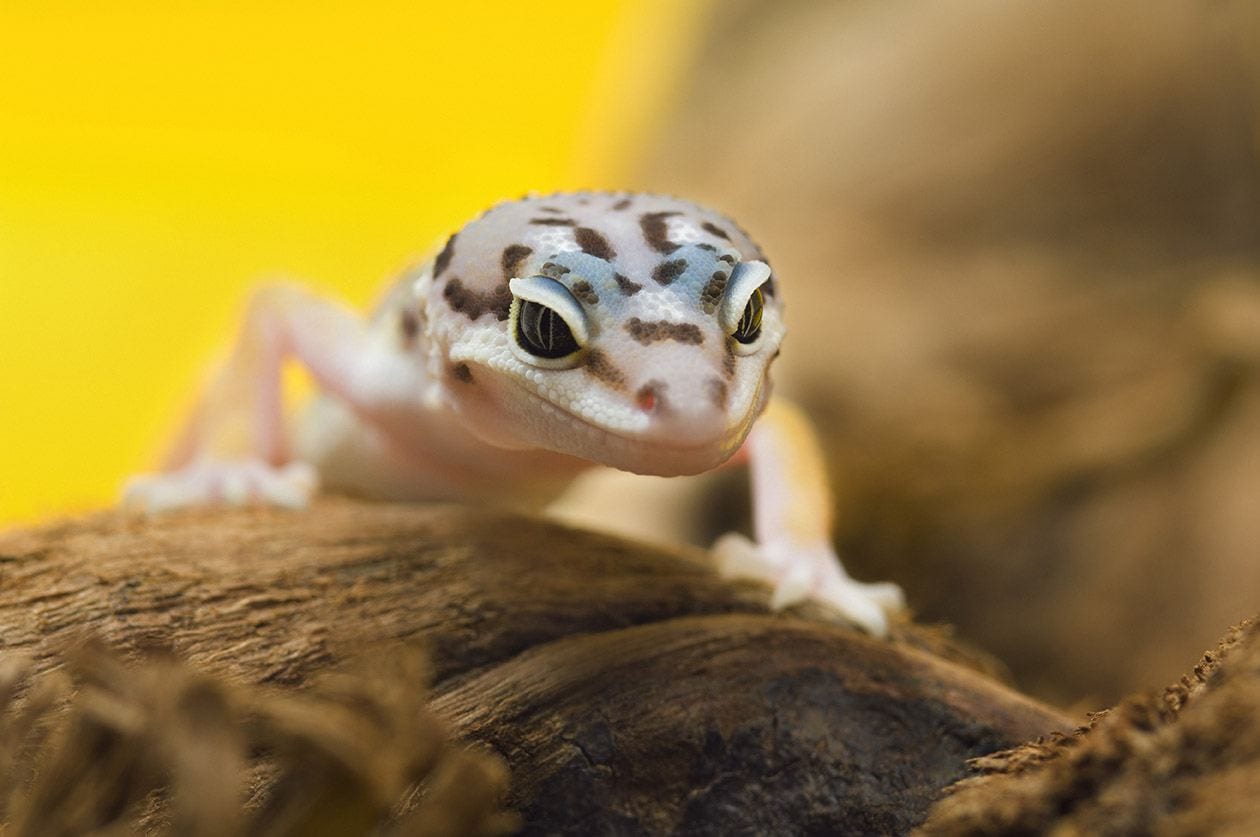 baby leopard gecko close up