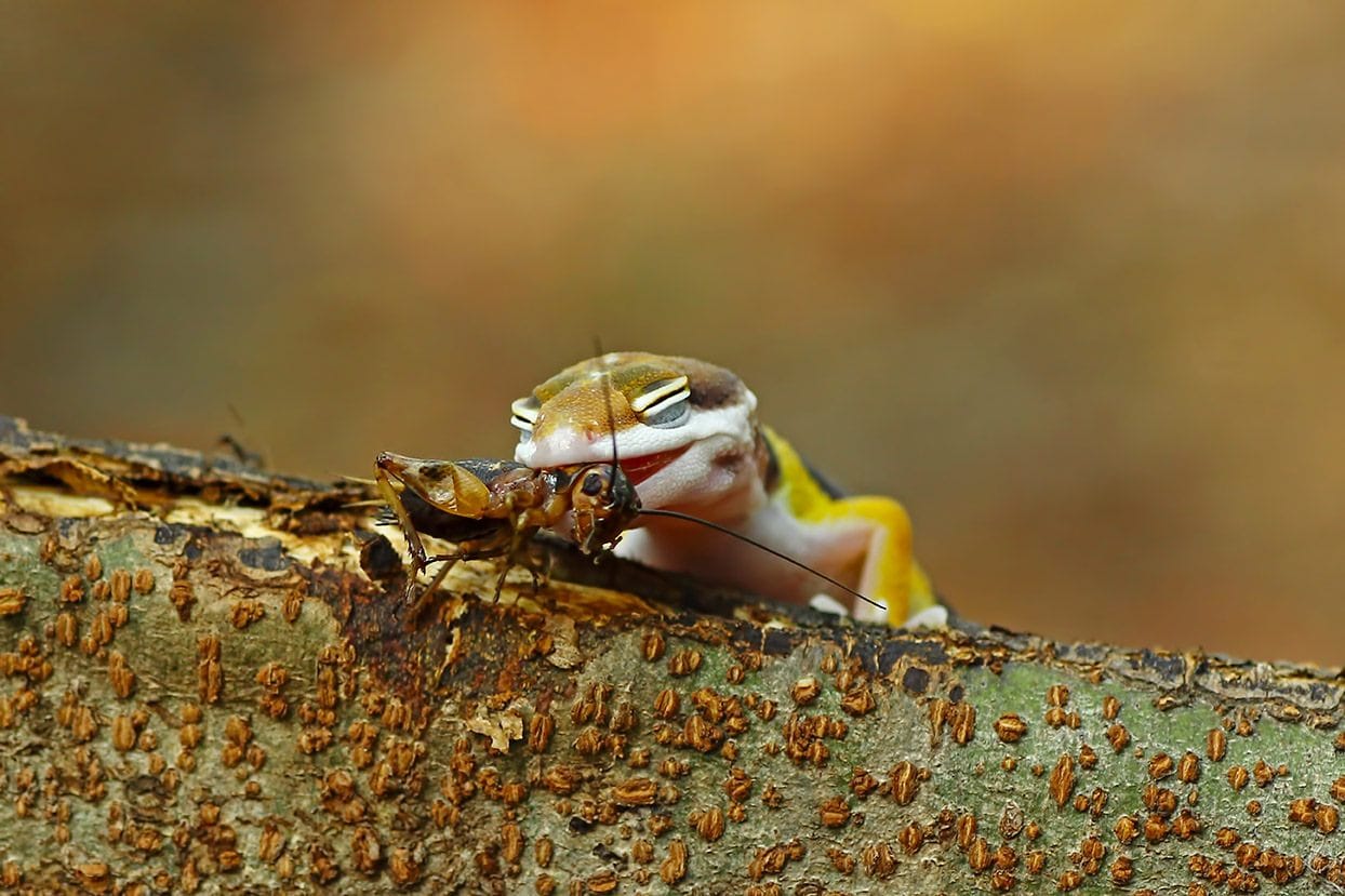 baby leopard gecko eating