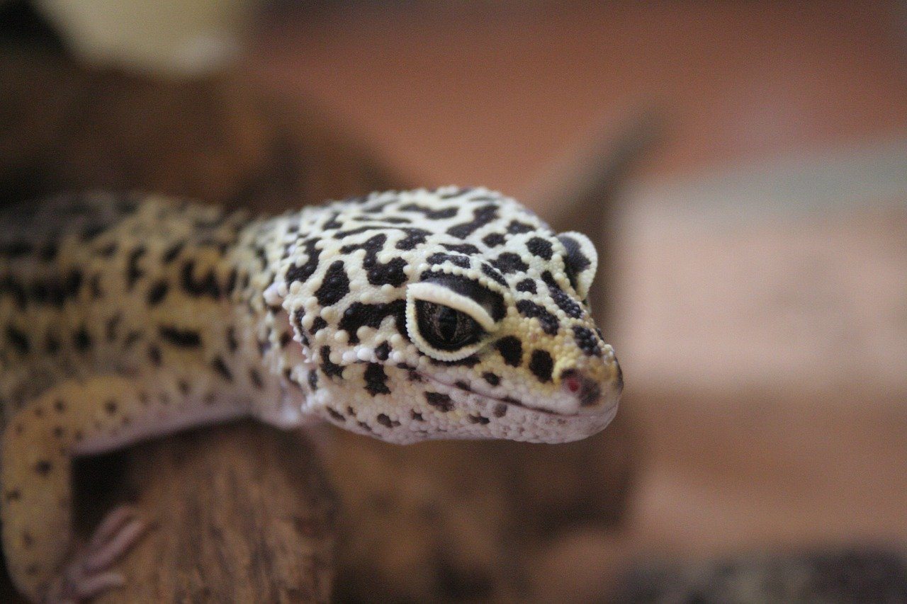 baby leopard gecko
