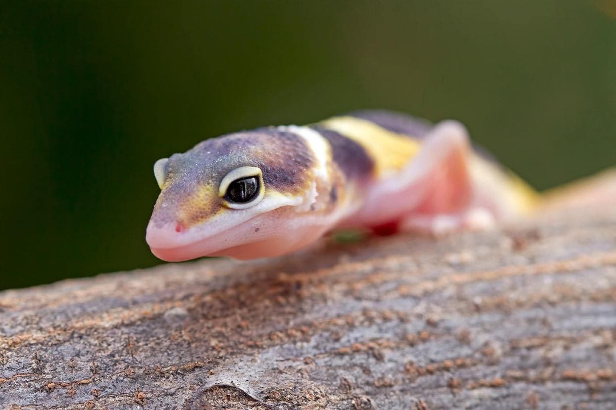 baby leopard gecko