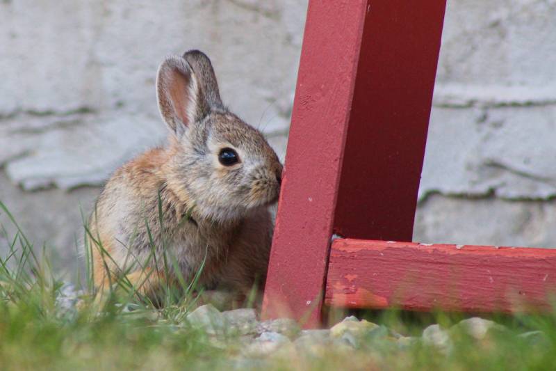 baby mountain cottontail rabbit