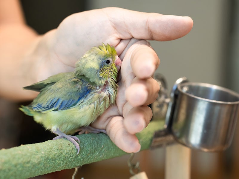 baby parrotlet bird training to perch on finger