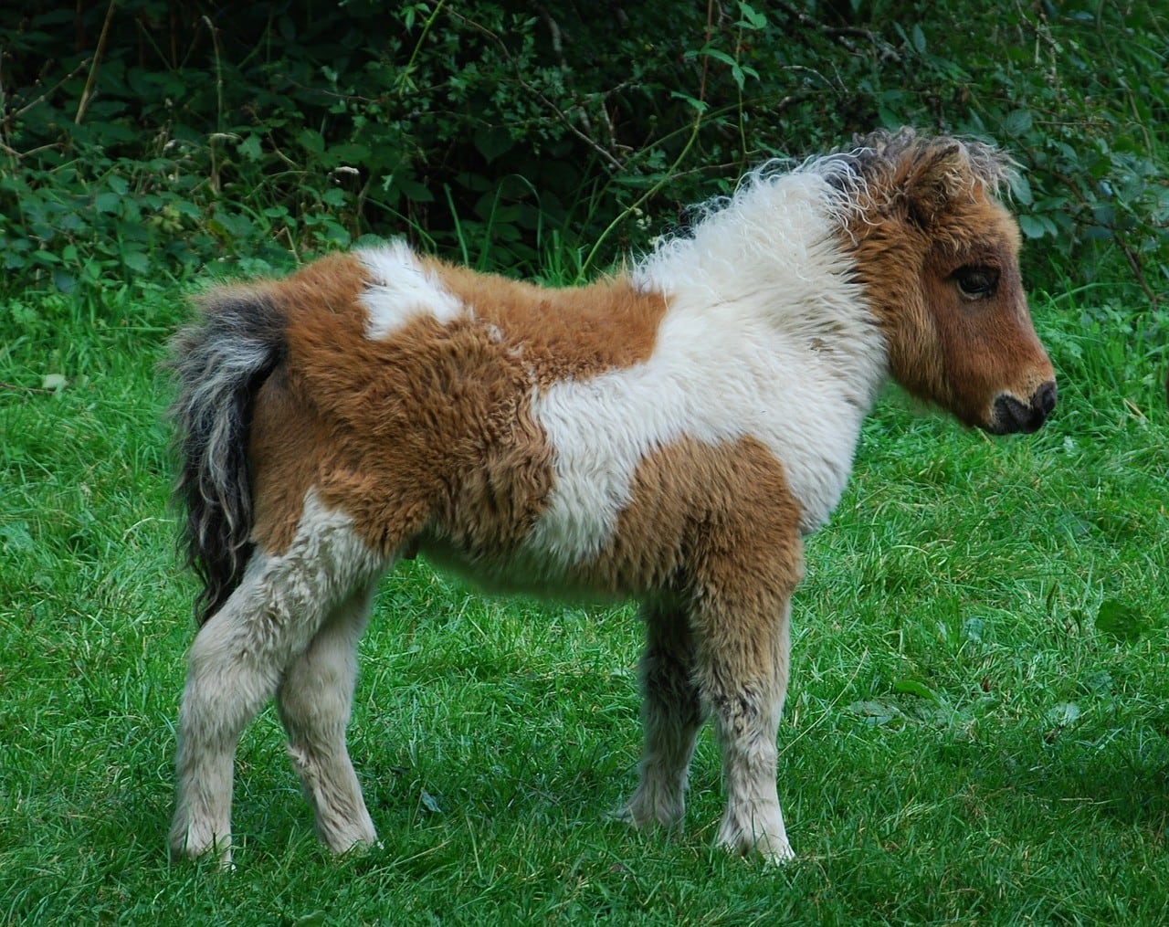 pony in grass