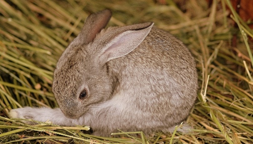baby rabbit
