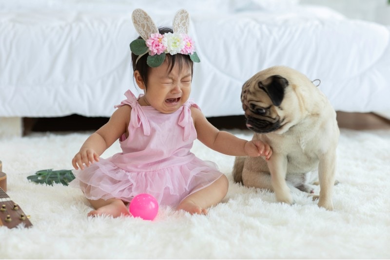 baby sitting on a carpet crying with stress dog pug
