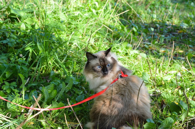 bainese cat outdoor