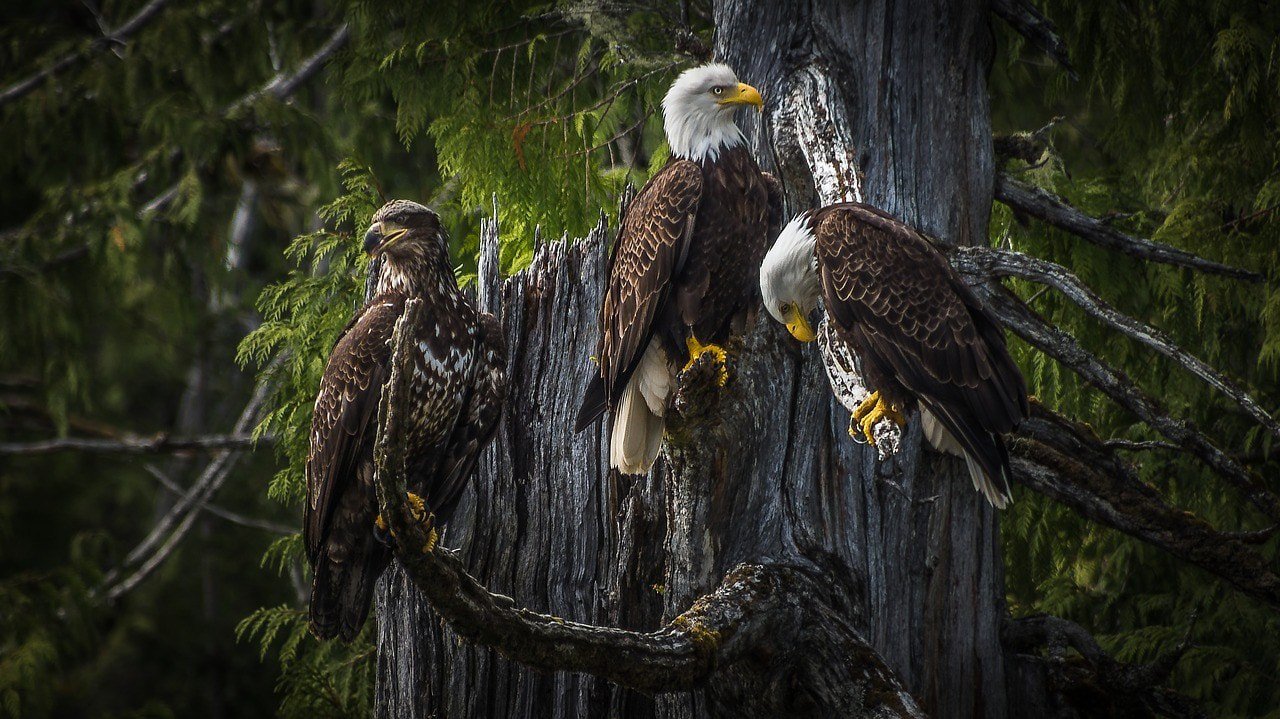 three bald eagles