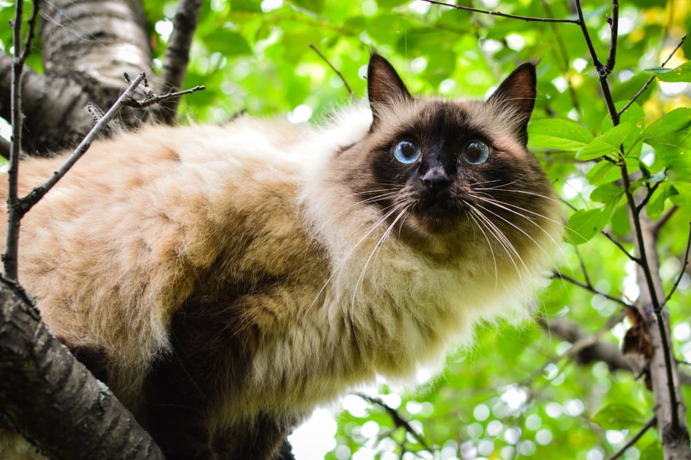balinese cat in tree