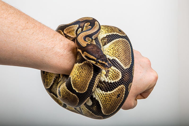 ball python coiled around the arm