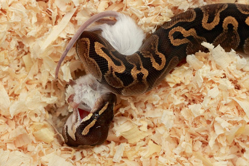 ball python eating a mouse