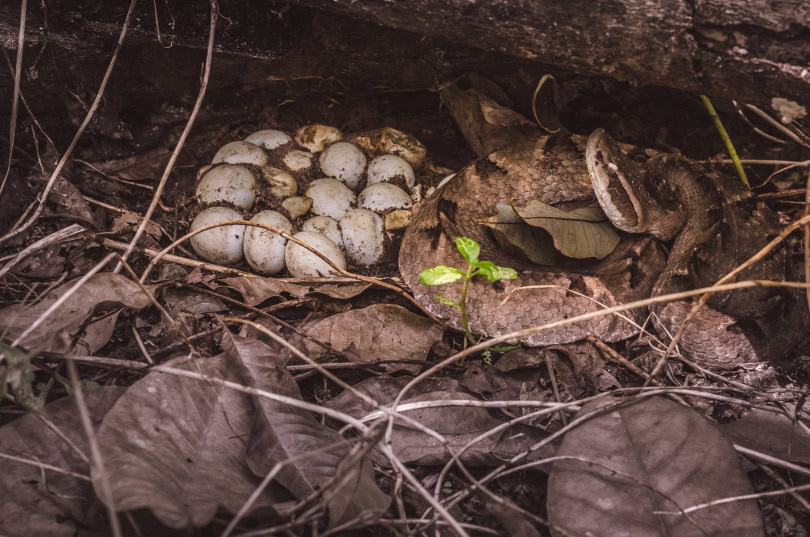 ball python hatching eggs