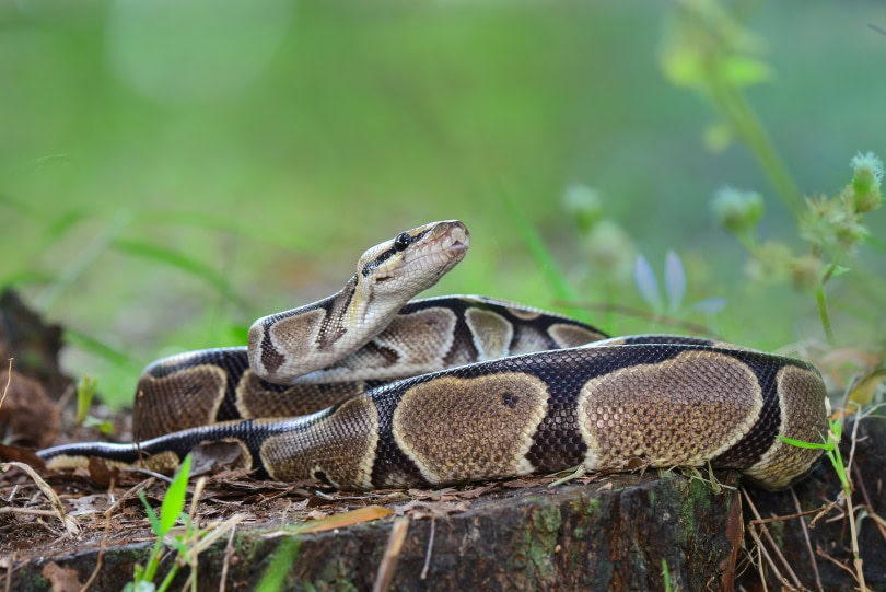 ball python in garden