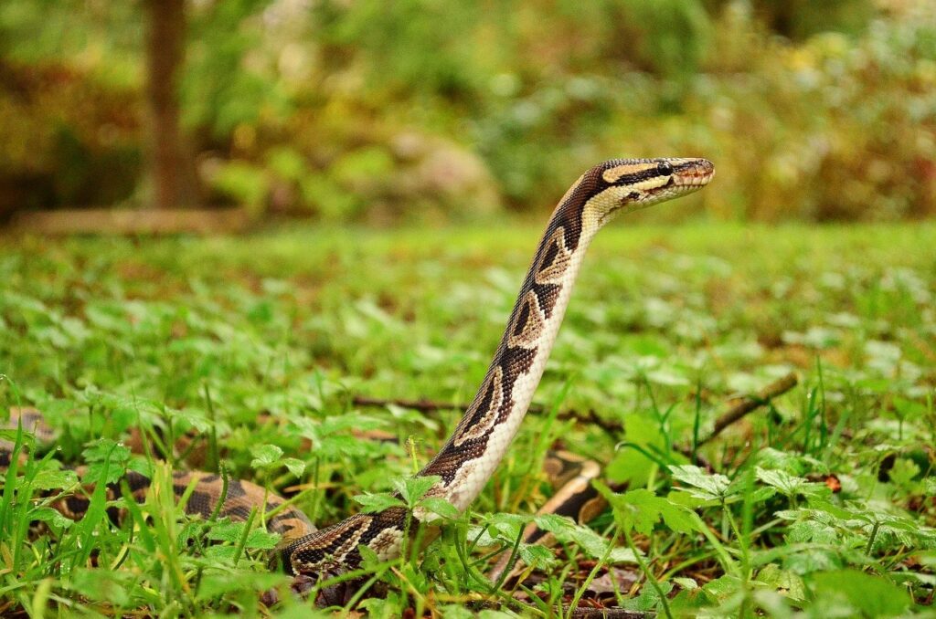 ball python in the grass