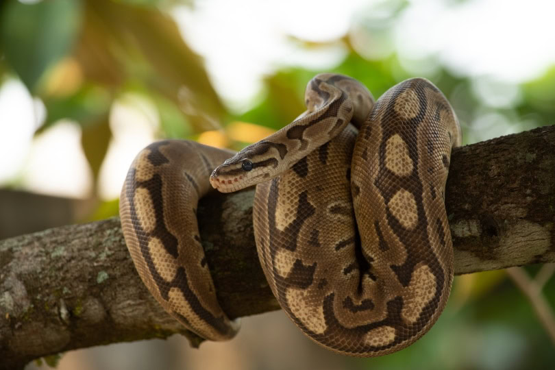 ball python lying on a tree