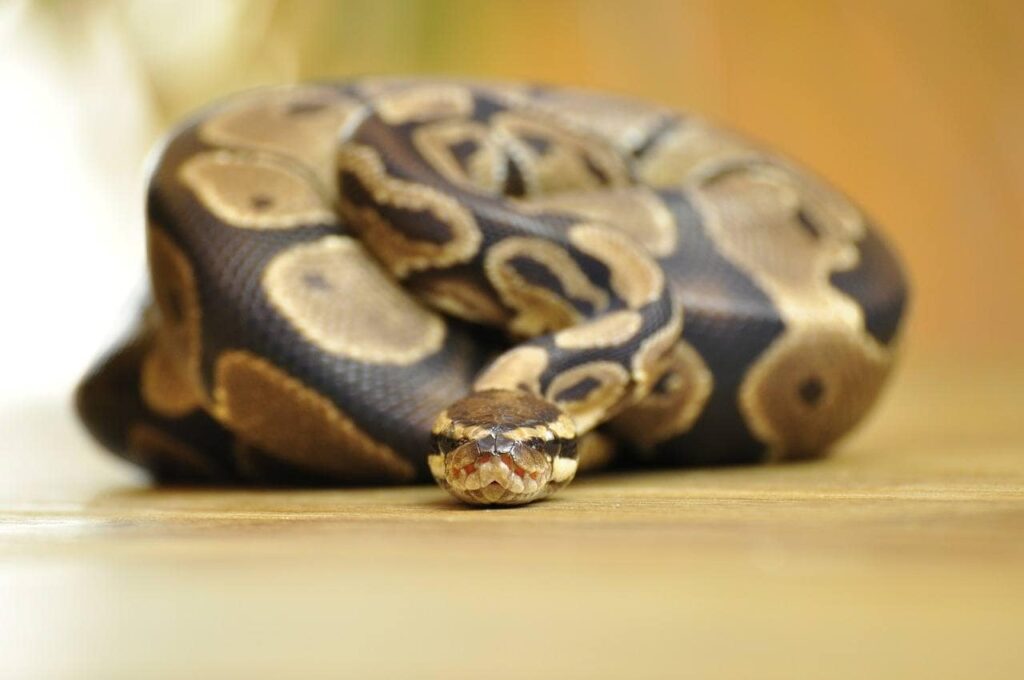 ball python on the floor