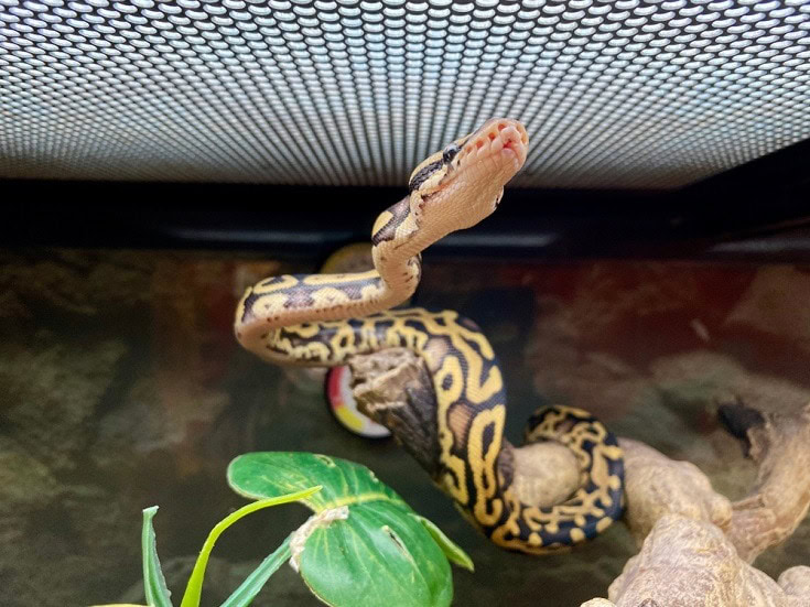 ball python